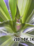 yu1