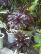 t8