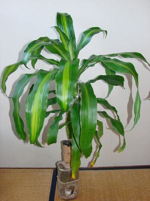eko111-2