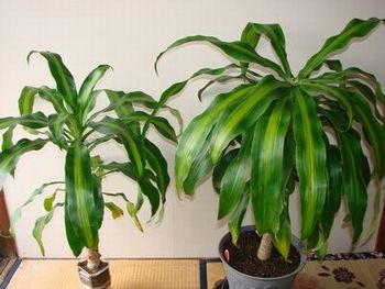 eko111-5