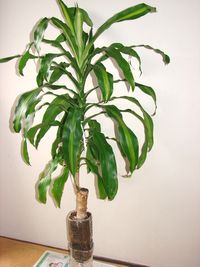 eko111-13