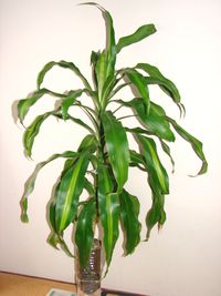 eko111-15