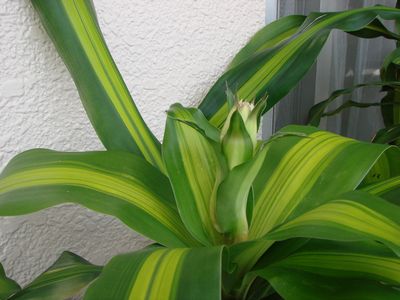 eko135