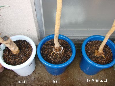 ekosankyoudai134
