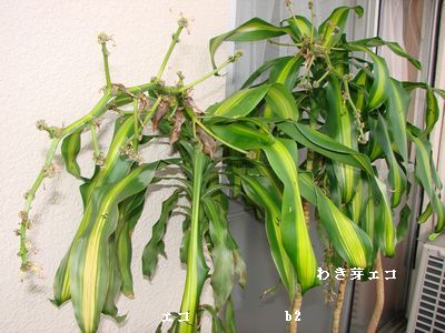 ekosankyoudai135