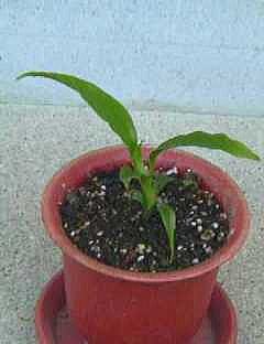 2003m2-5