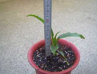 2003m1-2