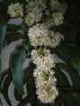 dracaena10