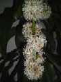 dracaena11