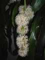 dracaena12