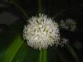 dracaena1