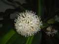 dracaena2