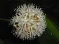 dracaena4