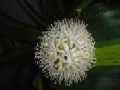 dracaena5