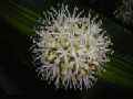 dracaena7