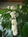 dracaena9
