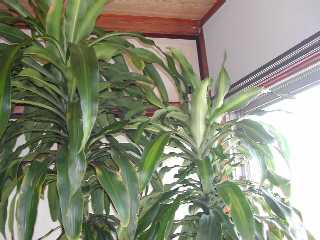 2005b1-1