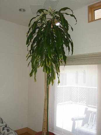 ishii1