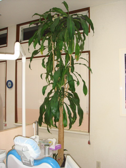 sasaki1