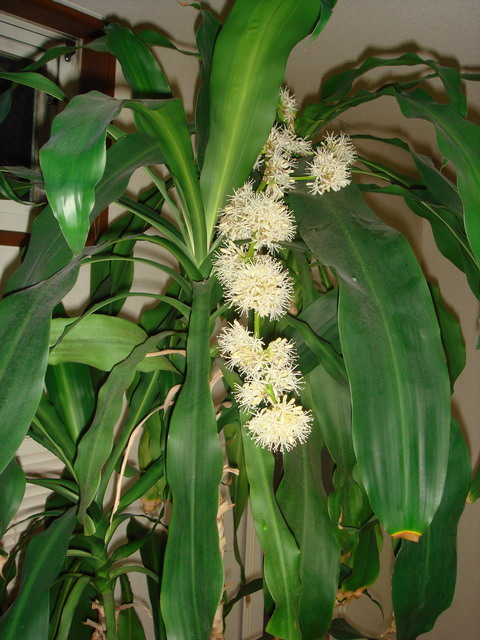 sasaki2