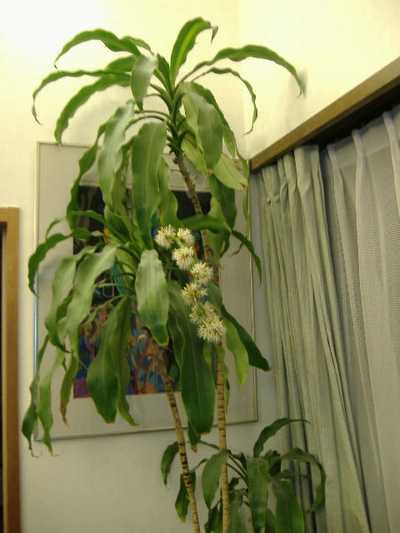 cinamon2
