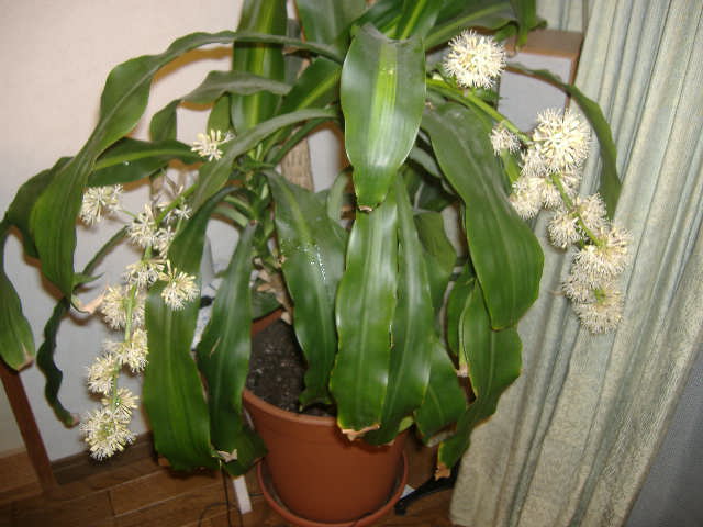 cinamon6