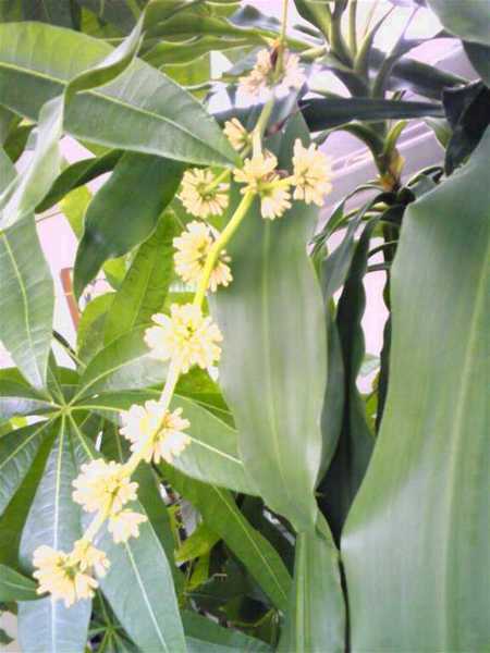 kumiai1