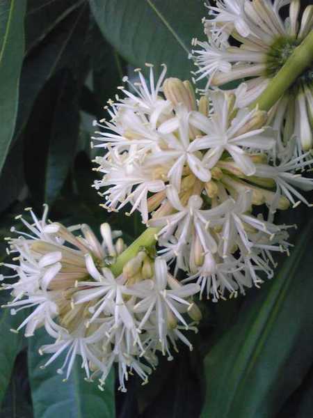kumiai2