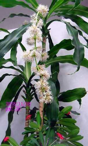 salondekazu1