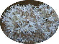 hZỉ