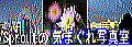 C܂ʐ^
